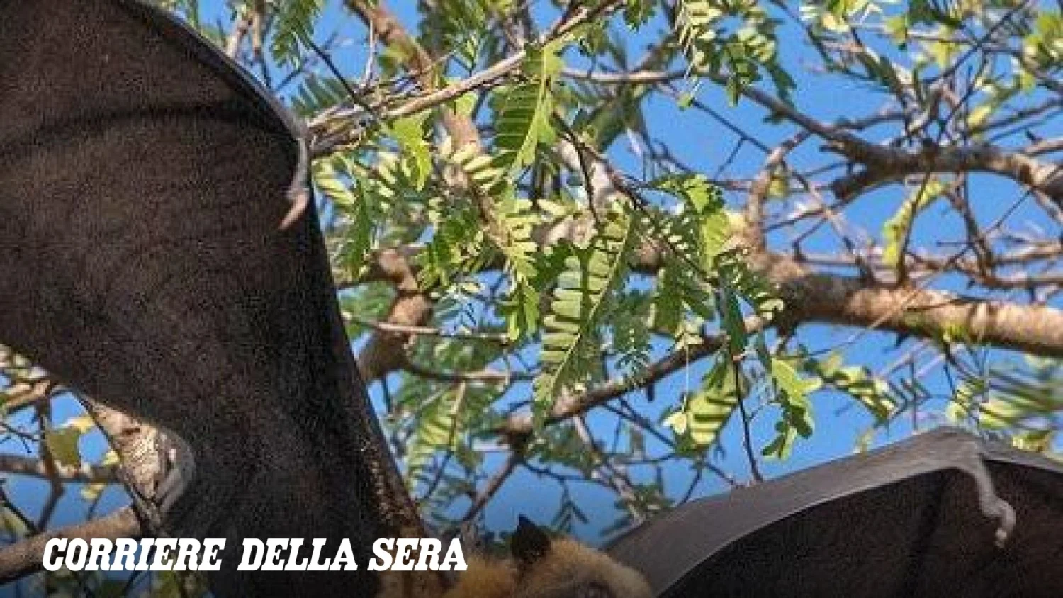 Raposas-voadoras de Madagascar estão encolhendo devido à caça comercial, diz estudo