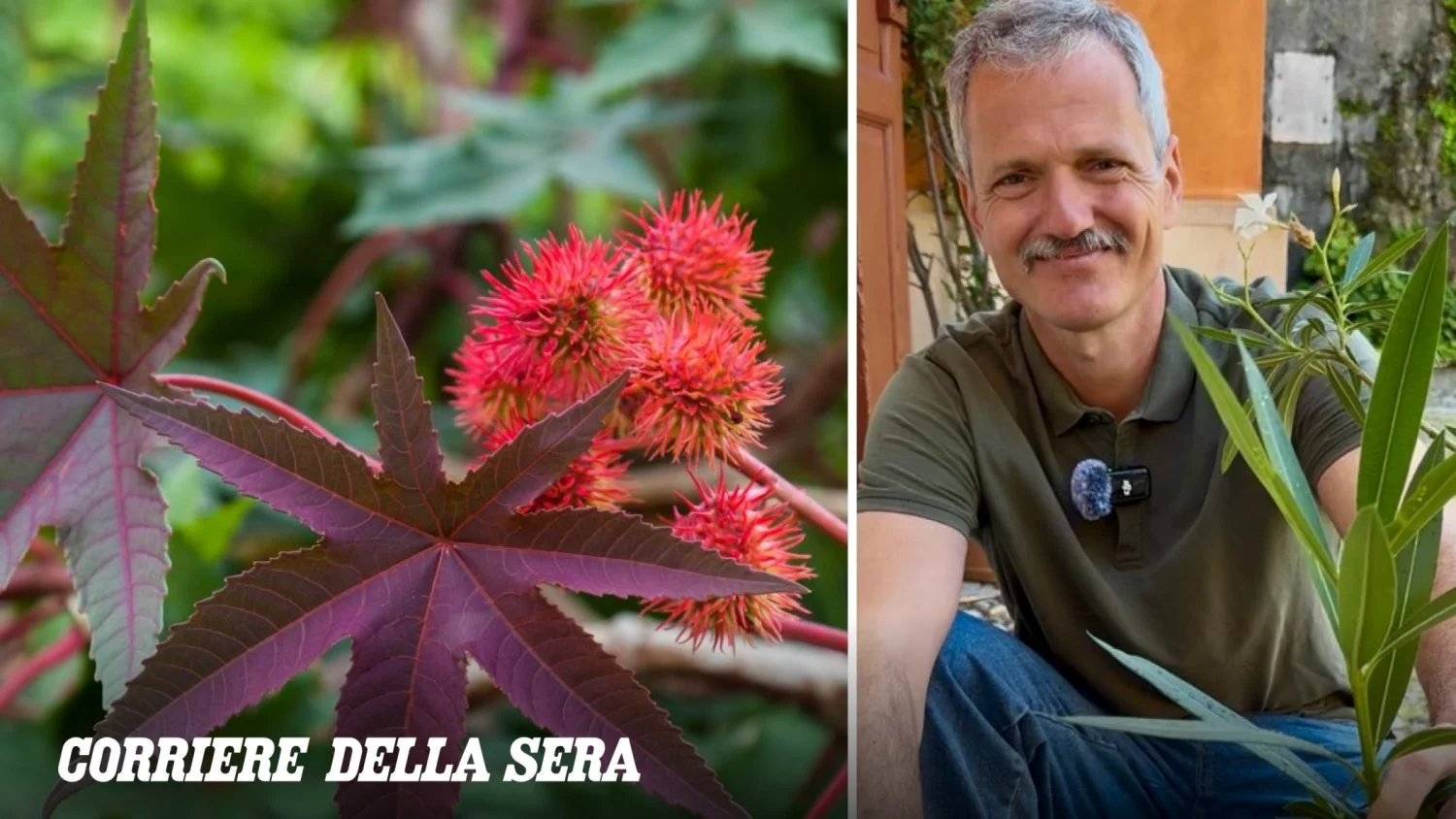 Ricina e outras plantas venenosas: o que é realmente perigoso e como se proteger