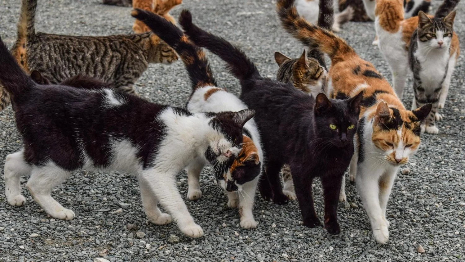Sedico: 51 gatos desaparecidos em semanas; Forestais investigam entre lobo e hipótese de pessoa