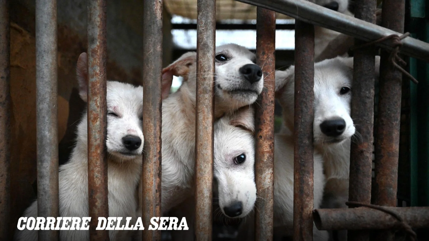 Setenta cães resgatados de fazenda de abate na Coreia do Sul; proibição do consumo entra em vigor em fevereiro