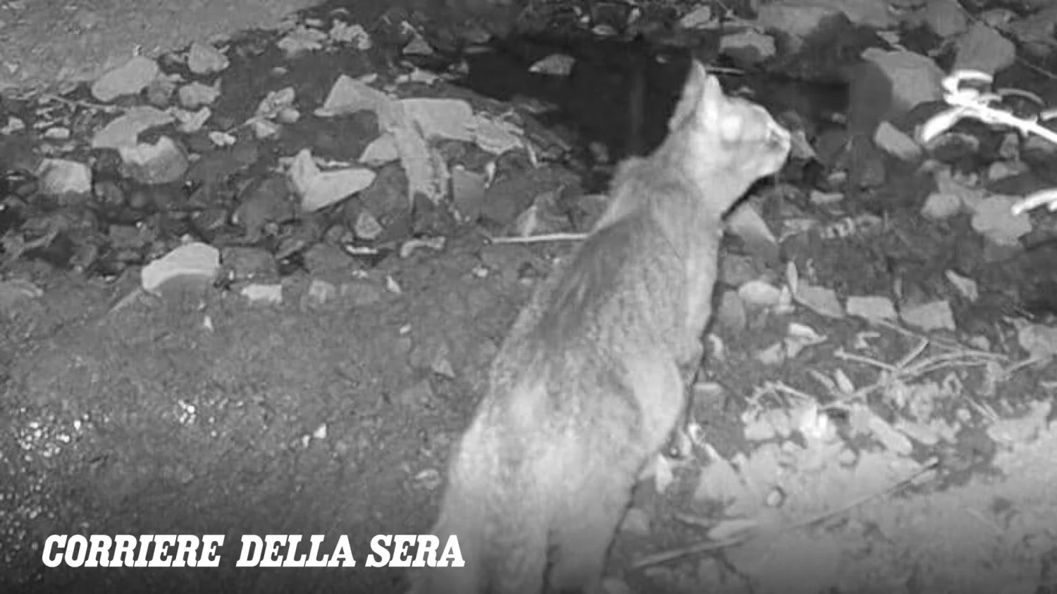 Três gatos selvagens são flagrados por fototrappole no refúgio de Monte Arcosu