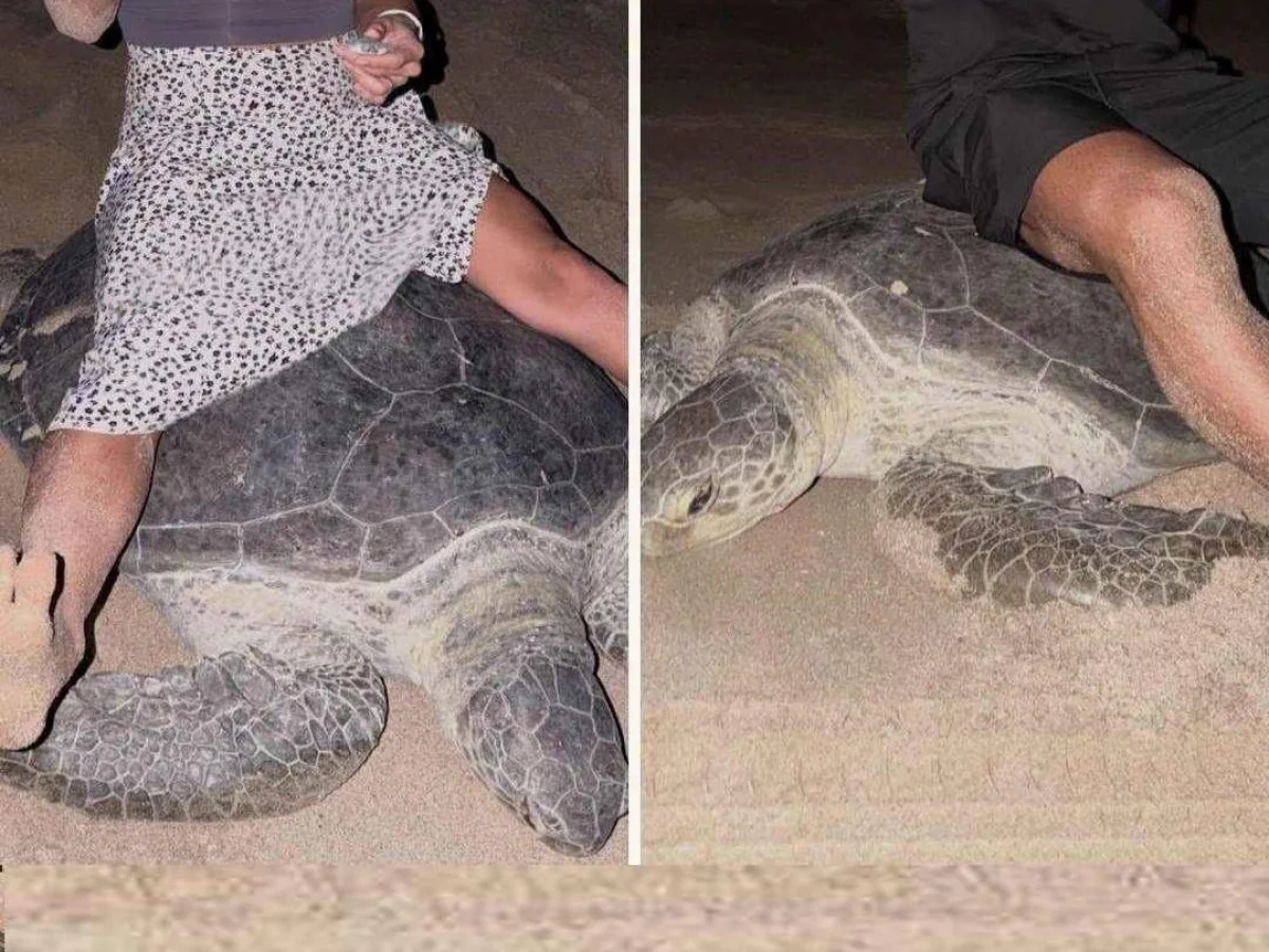Turistas montam duas tartarugas no Oman para vídeo e seguram filhotes; multa de ~200€ cada revolta