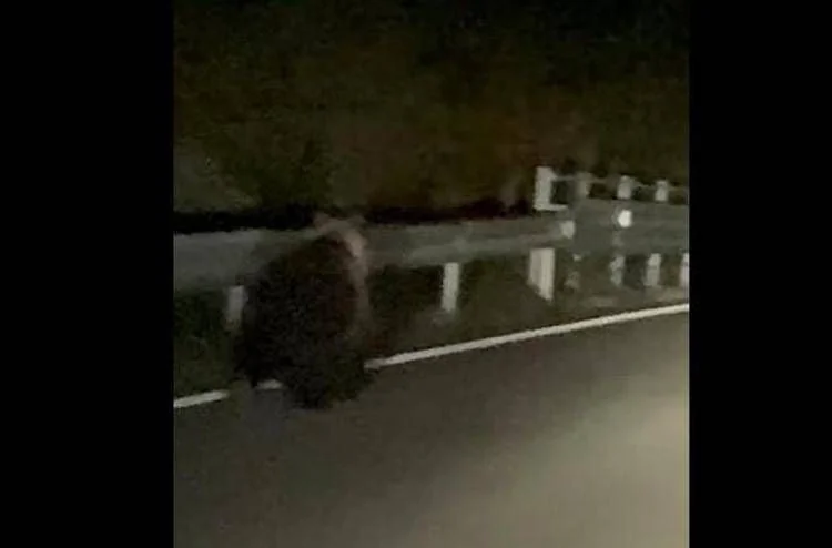 Jovem urso filmado em Enego na SP76 Valgadena; polícia recolhe amostras para DNA