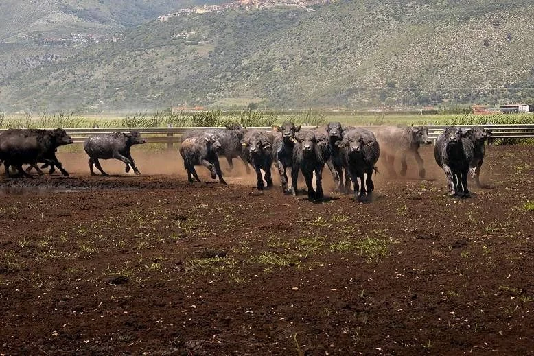 World Buffalo Congress 2026 em Sorrento reúne 20 países para traçar o futuro da búfala e da Mozzarella di Bufala Campana DOP
