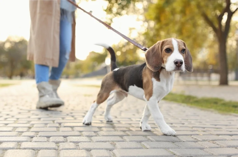 Quanto Custa Manter Seu Pet na Itália: Tudo o Que Você Precisa Saber