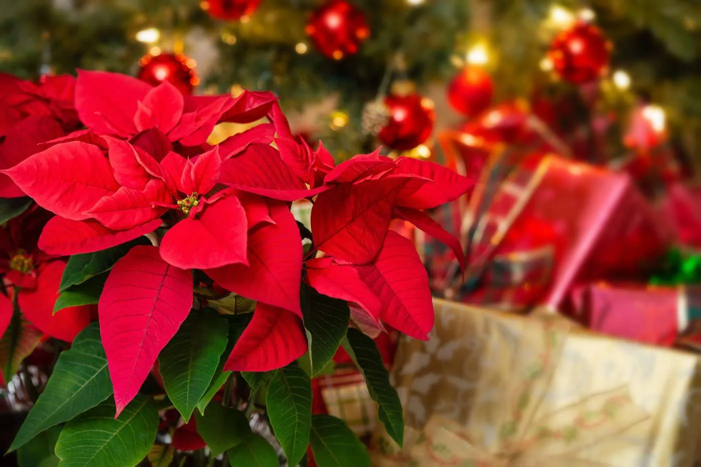 Stella di Natale: O Significado das Flores Vermelhas no Natal Italiano