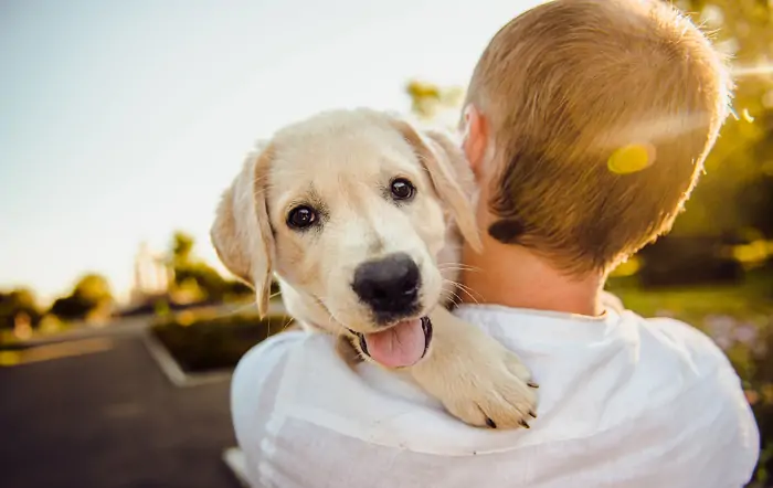 A Proteção dos Animais de Estimação em Casos de Separação