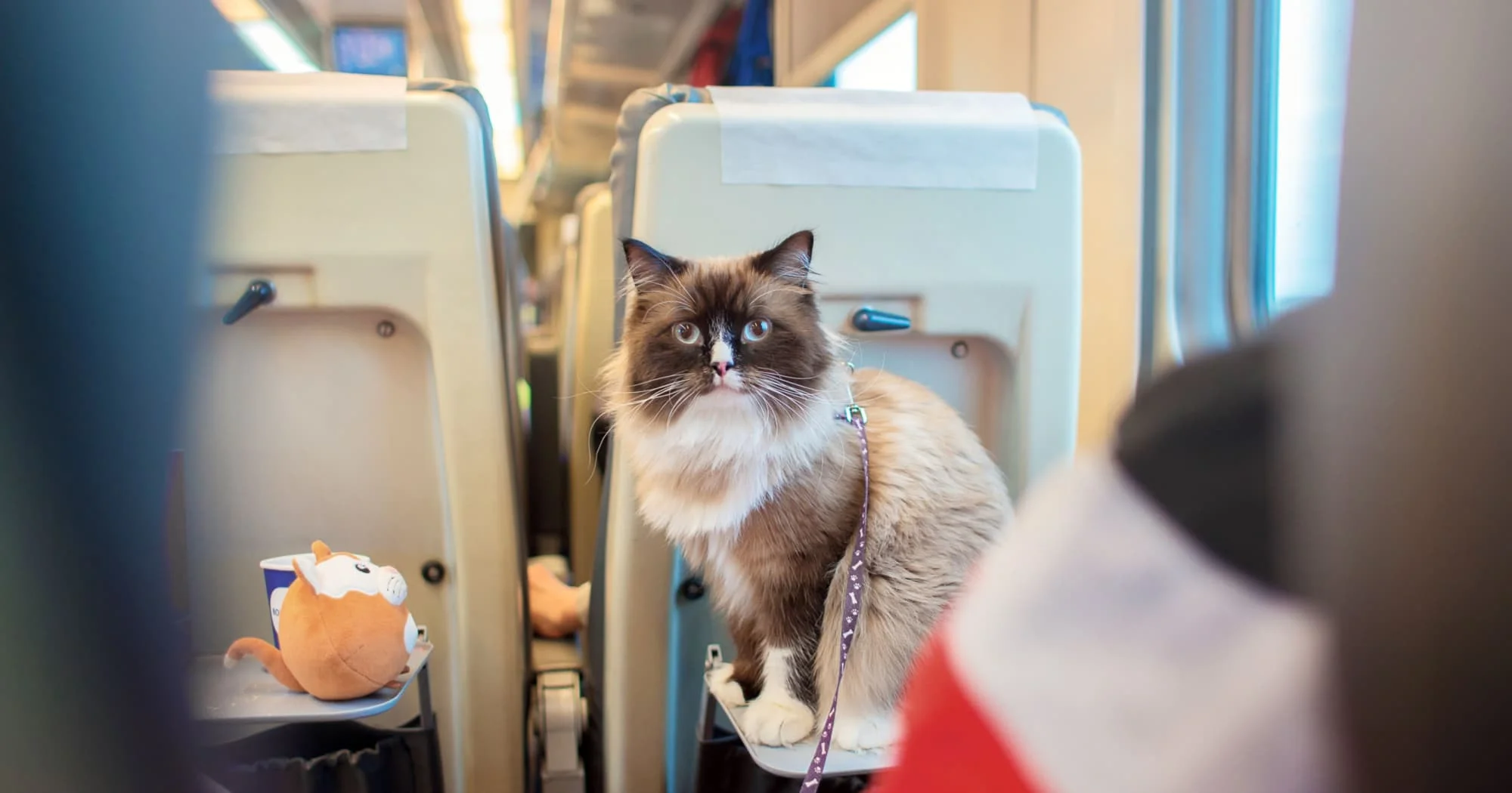 Bilhete de Trem para seu Pet: Tudo o Que Você Precisa Saber