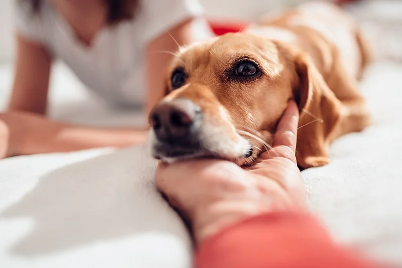Como Adotar um Animal de Estimação na Itália?