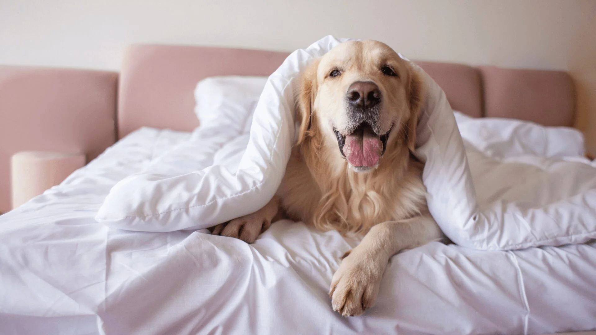 Pets em Hotéis: O Que Você Precisa Saber Antes de Reservar
