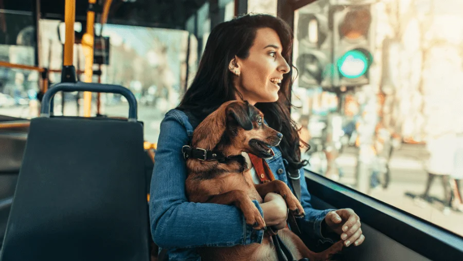 Posso Levar Meu Pet no Ônibus na Itália? Veja O Que Diz a Lei