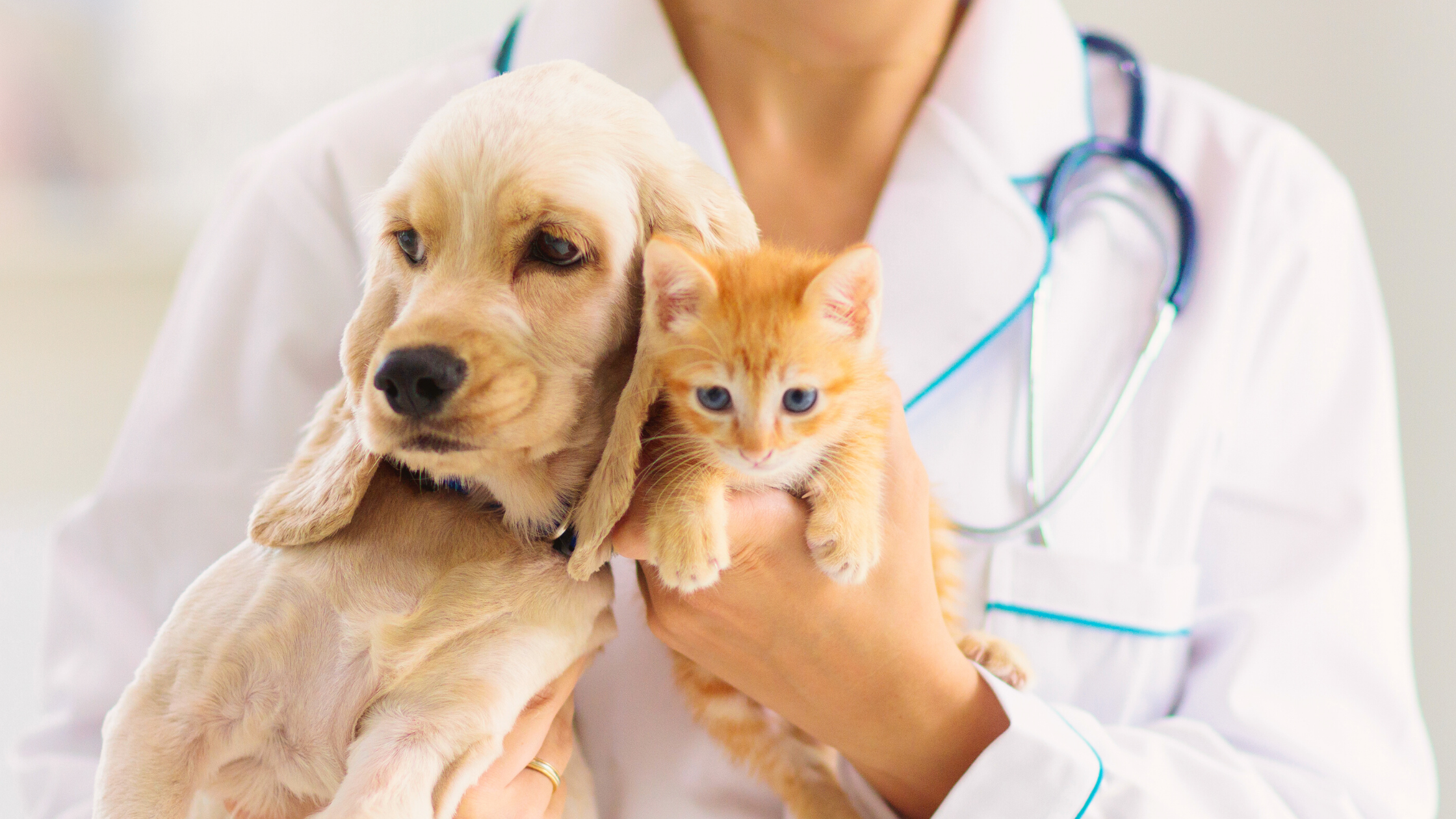 Como Declarar Despesas Veterinárias no Imposto de Renda na Itália