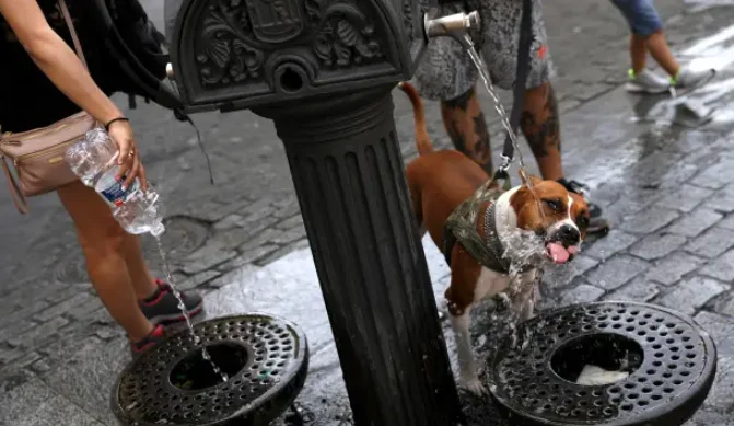É Seguro Deixar Seu Pet Beber das Fontes na Itália?