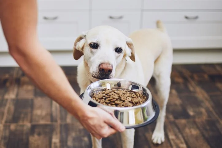 Verão na Itália: O Que Muda na Rotina Alimentar do Seu Cãozinho?