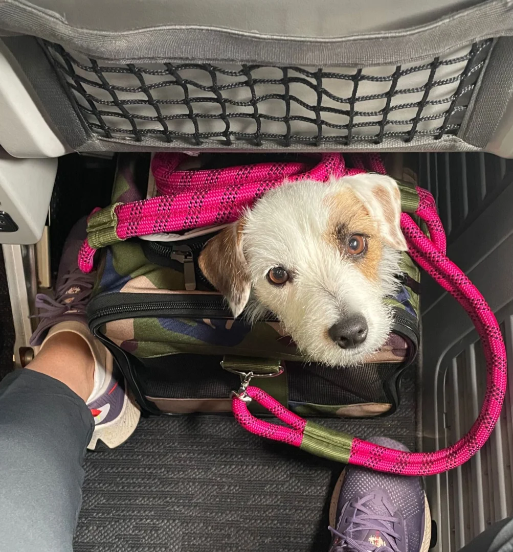 Abandonar um Animal de Estimação é Crime: Planeje-se Antes de Viajar