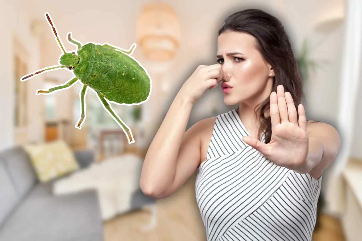 Insetos de Inverno: Dicas Infalíveis para combater as Cimici