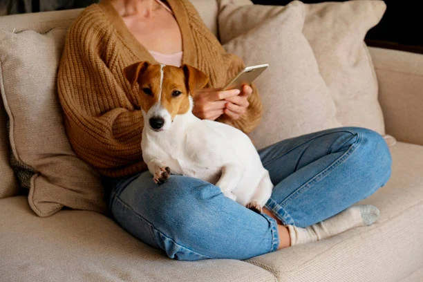 Perturbação Noturna por Cachorro: O Que a Lei Prevê e Como Evitar Multas
