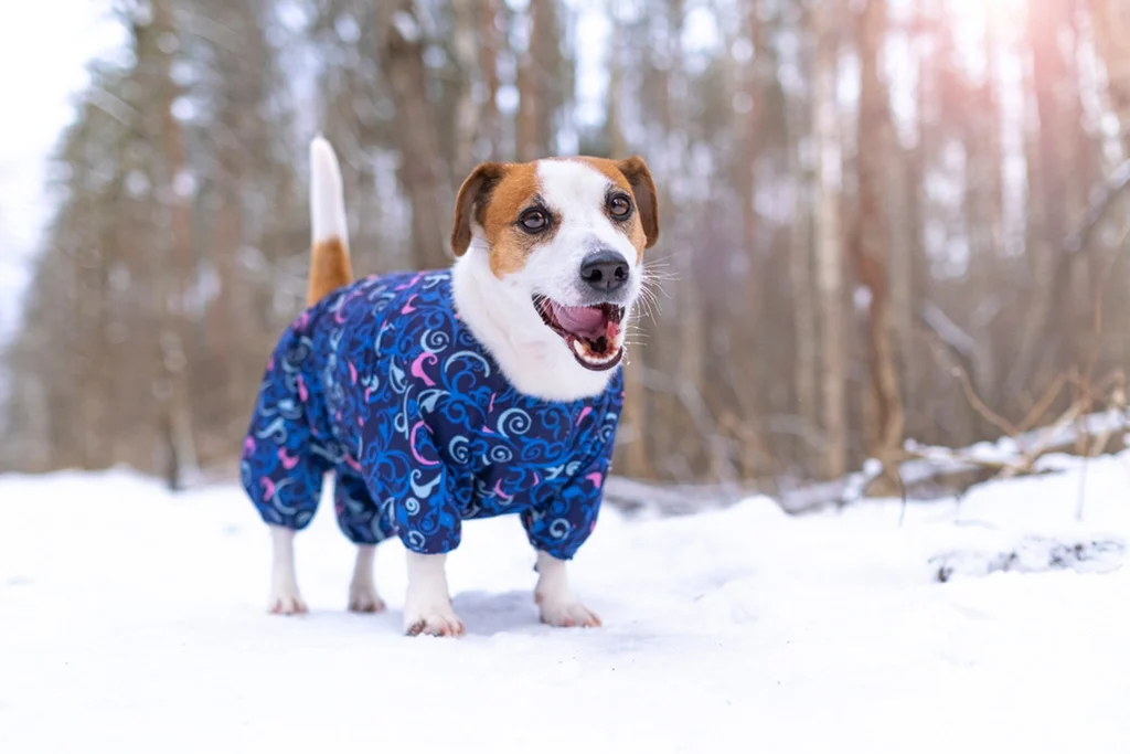Inverno na Itália: O Que Muda na Rotina Alimentar do Seu Cãozinho?