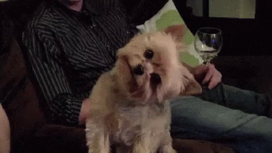 Por que seu cachorro inclina a cabeça? Estudo aponta ligação com atenção e aprendizado de palavras