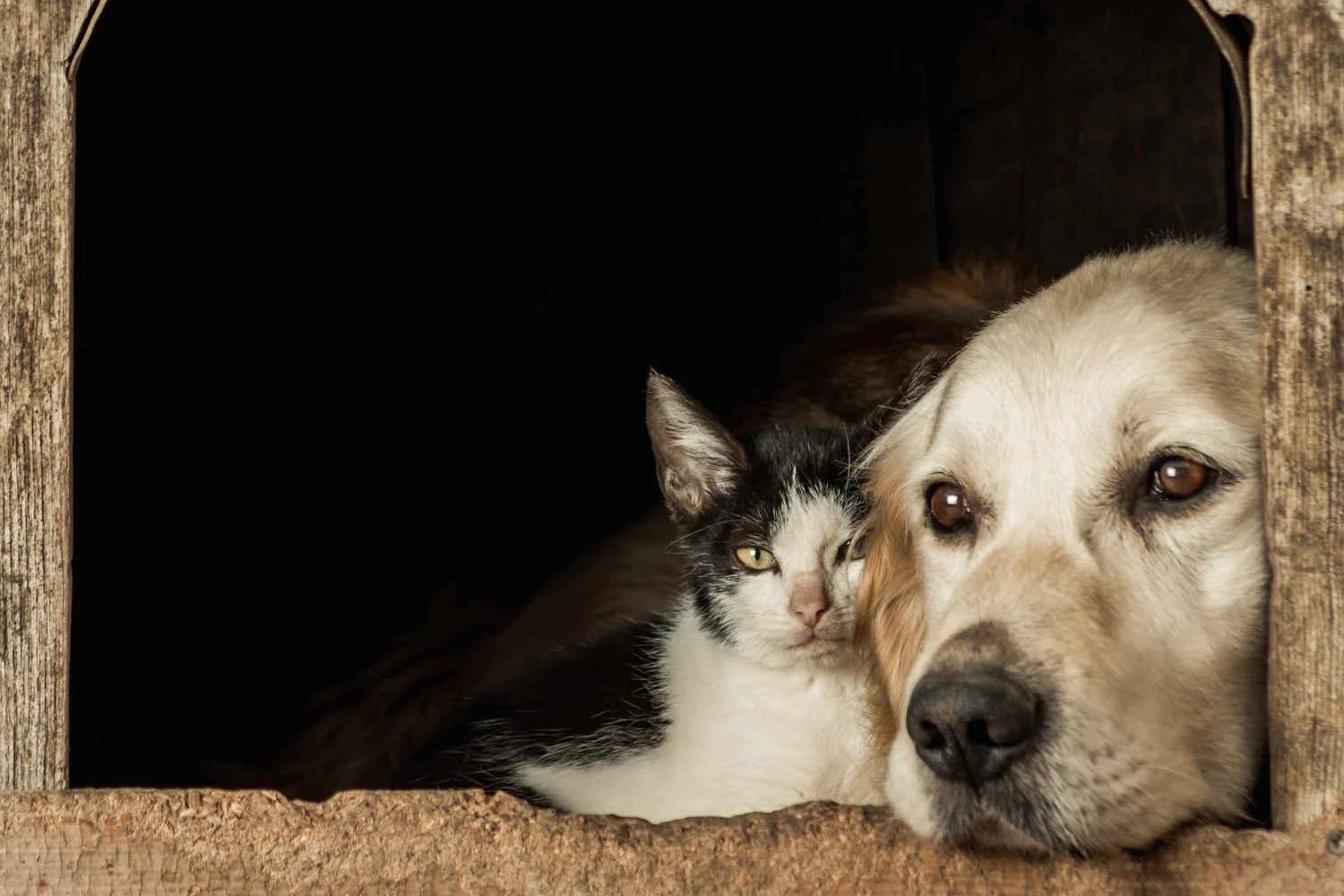Cuidados simples que ajudam seu cão ou gato idoso a viver mais e melhor