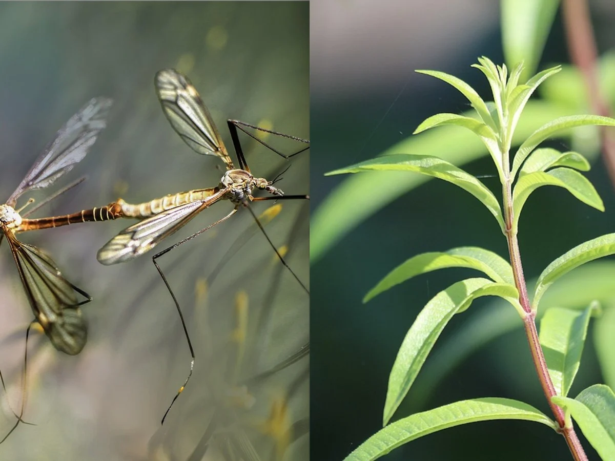 Pernilongos: 10 plantas que repelem mosquitos — da menta à lavanda e à asperula
