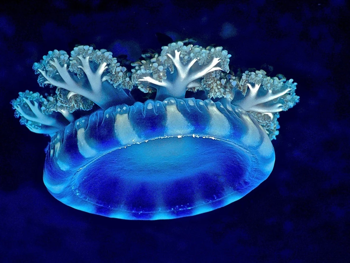Medusas dormem: estudo revela sonecas e ciclo de sono de 8 horas em espécies ancestrais