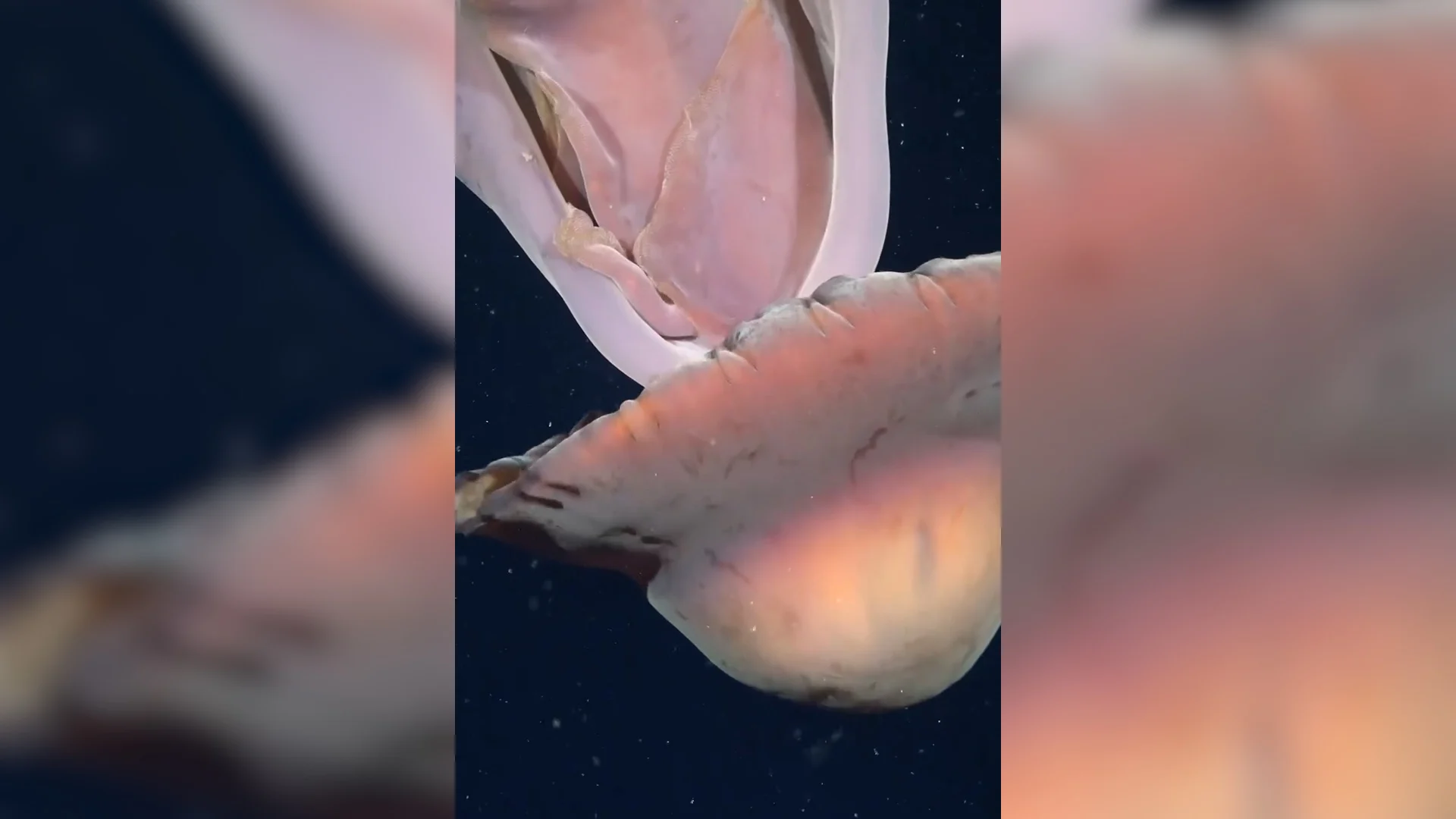 Gigantesca “medusa fantasma” é filmada com elegância em canyon submarino ao largo da Argentina