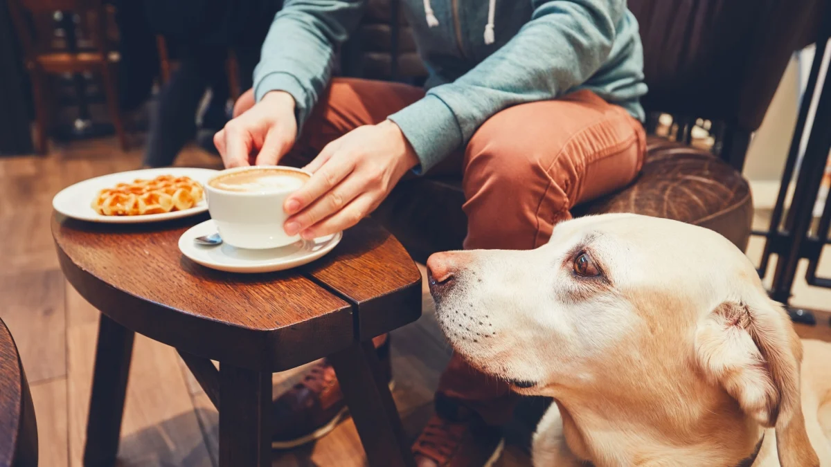 Podem bares e restaurantes proibir a entrada dos nossos cães? Entenda a lei e seus direitos
