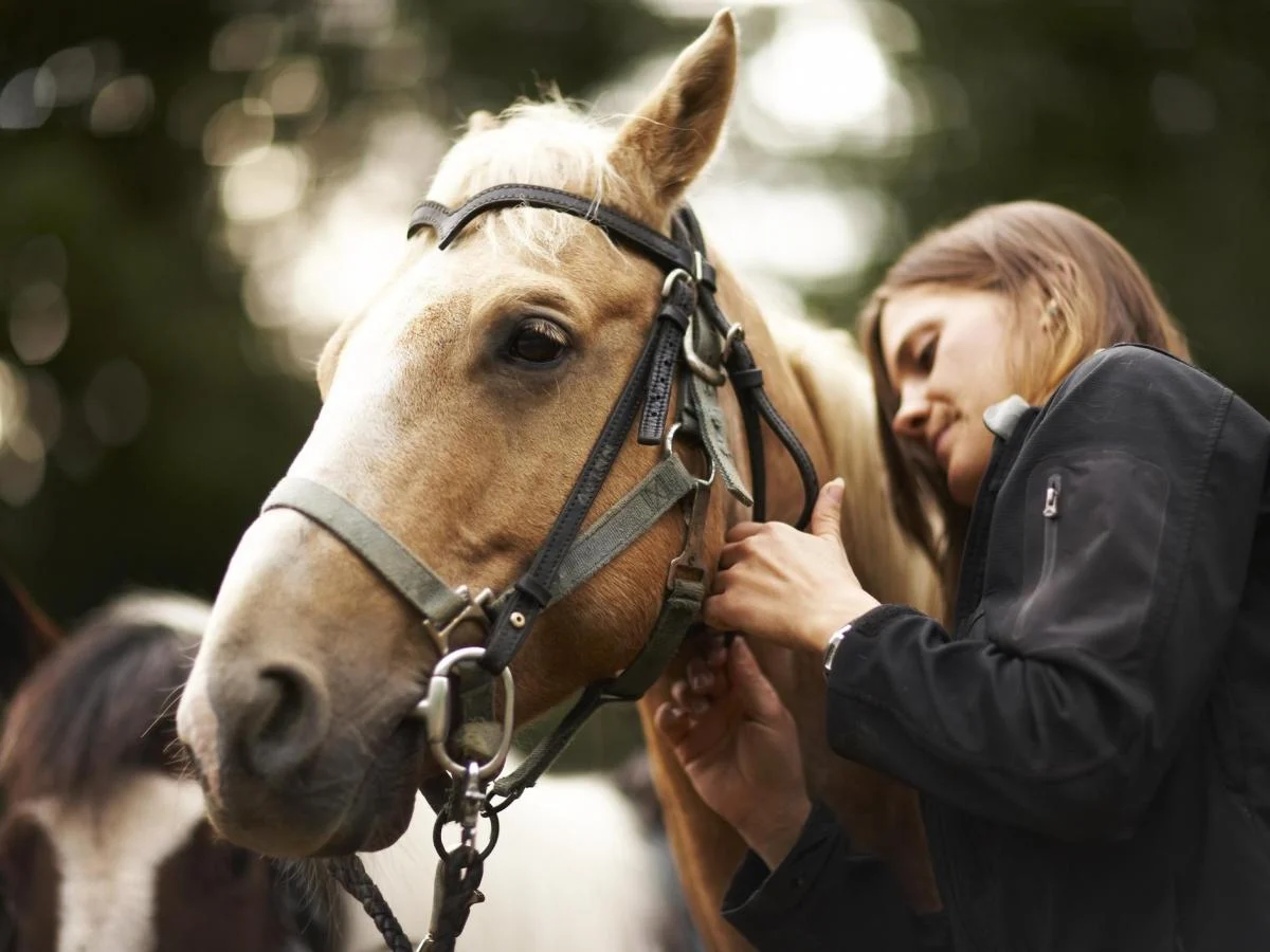 Estudo mostra que os cavalos percebem o medo humano pelo olfato e evitam o contato