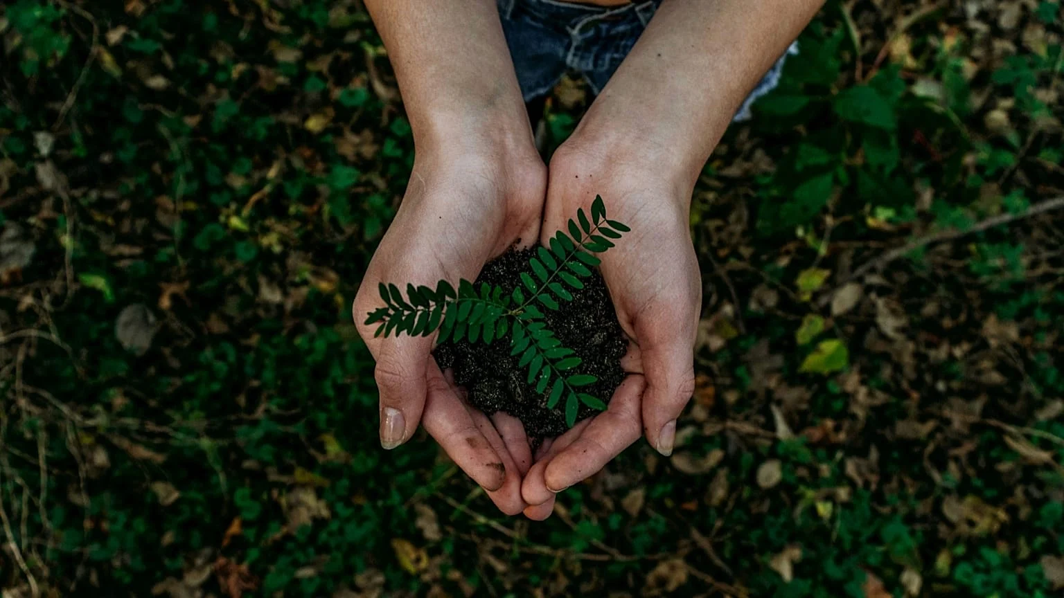 Reino Unido e UE sob pressão: plantar árvores agora é chave para recuperar a janela climática