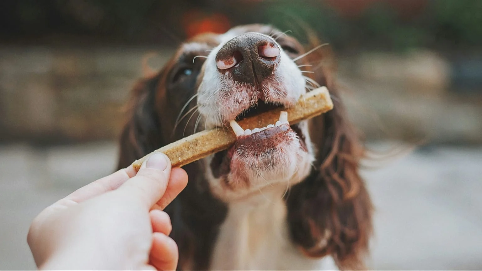 A ração do seu cão e o clima: como a escolha do alimento pode multiplicar a pegada de carbono