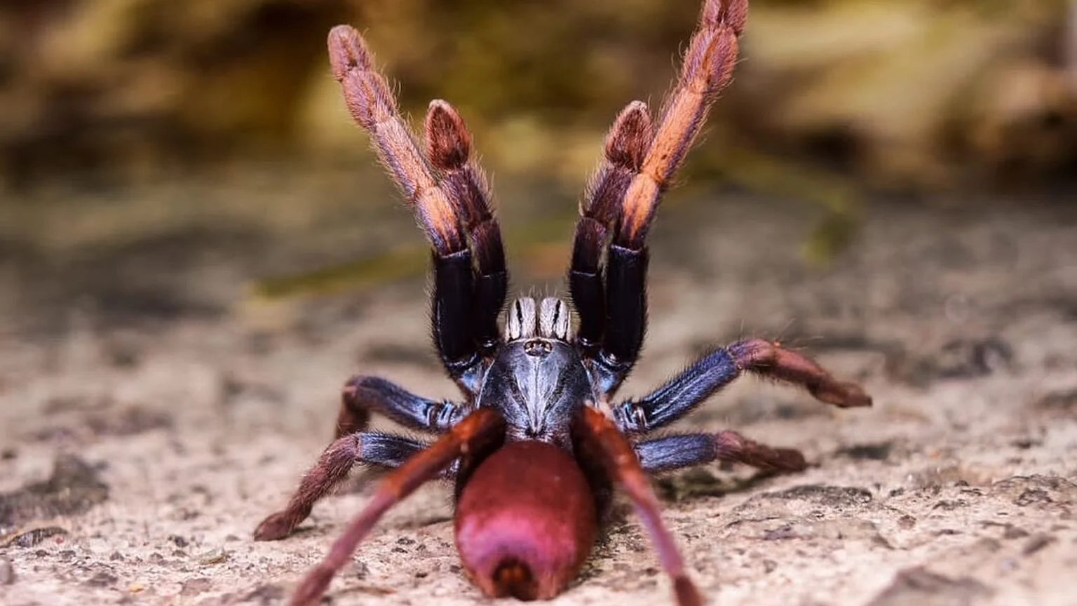 10 espécies à beira da extinção em 2026: das enguias europeias aos gibões e aranhas psicodélicas