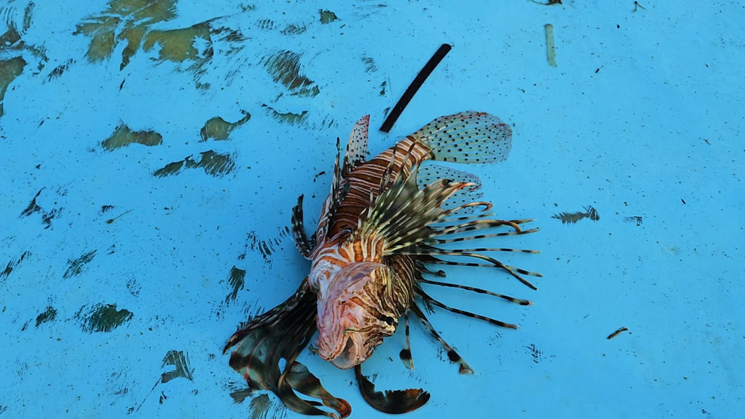 Peixe-leão invade o Mediterrâneo e se transforma em recurso gastronômico em Chipre