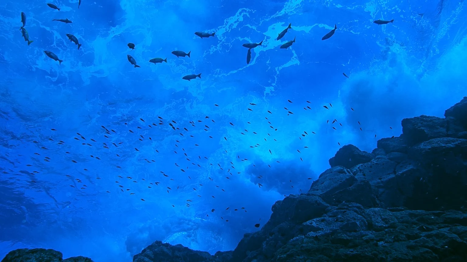 2026: o ano decisivo para o Alto Mar — o Tratado BBNJ entra em vigor e ilumina novos caminhos de proteção