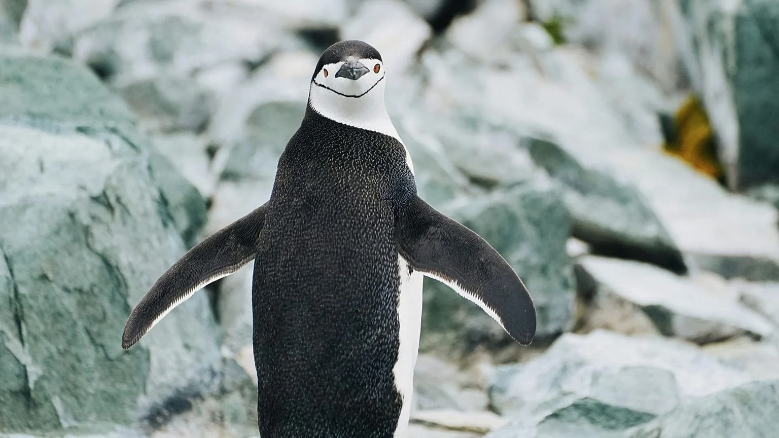 Como animais dormem em ambientes perigosos: micro-pisadelas, sono unilaterale e outras estratégias