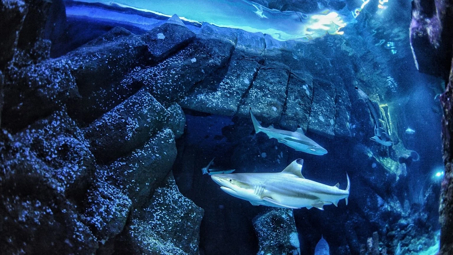 Acidificação dos oceanos pode enfraquecer os dentes dos tubarões e alterar o equilíbrio marinho