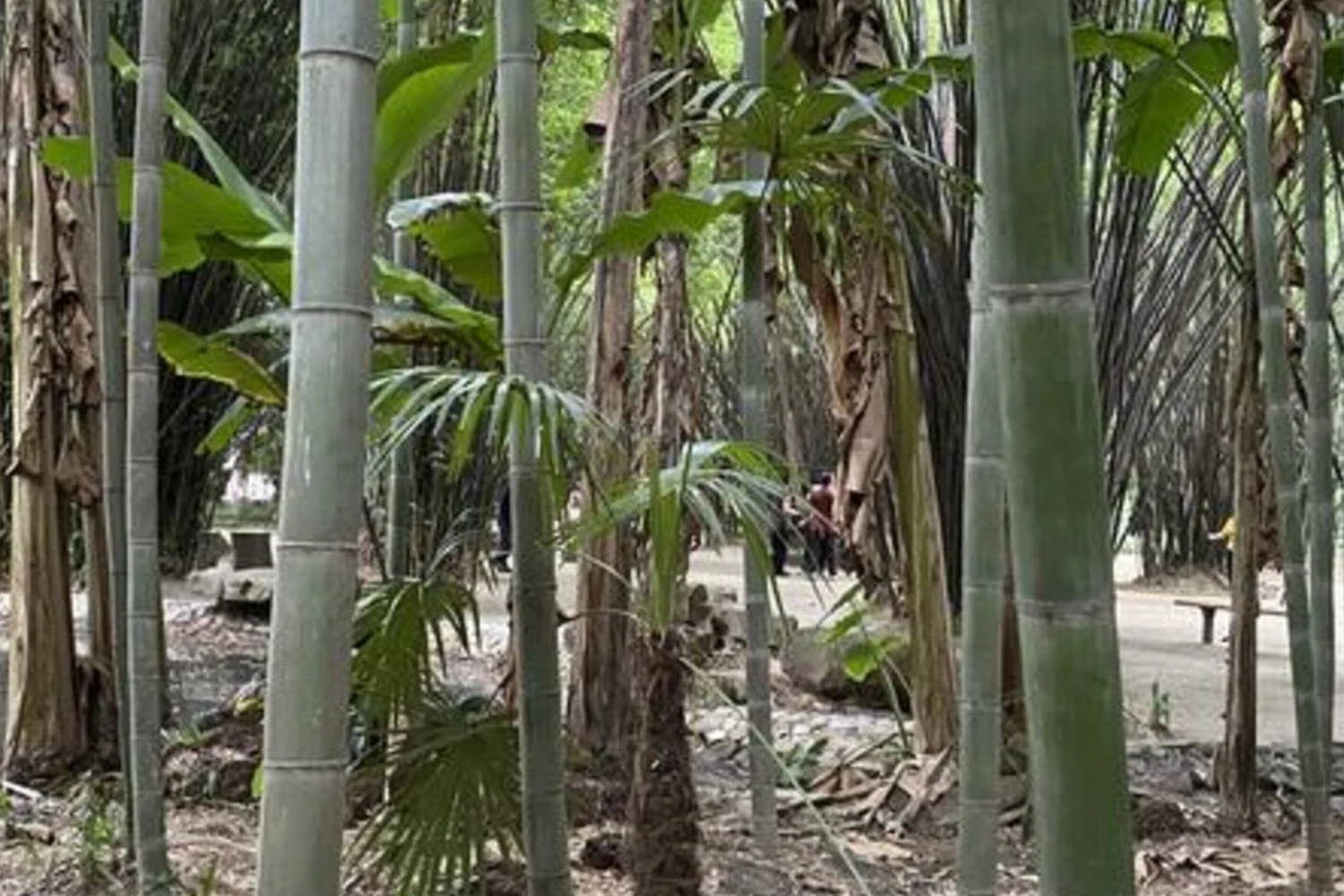 Bambu como superalimento: benefícios para controle da glicemia e saúde intestinal