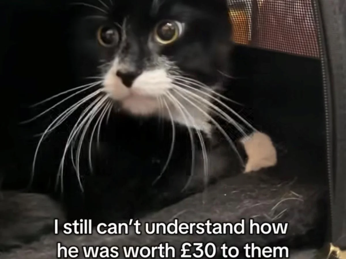 Gato anunciado no Vinted como se fosse roupa: resgate e denúncia revelam abandono