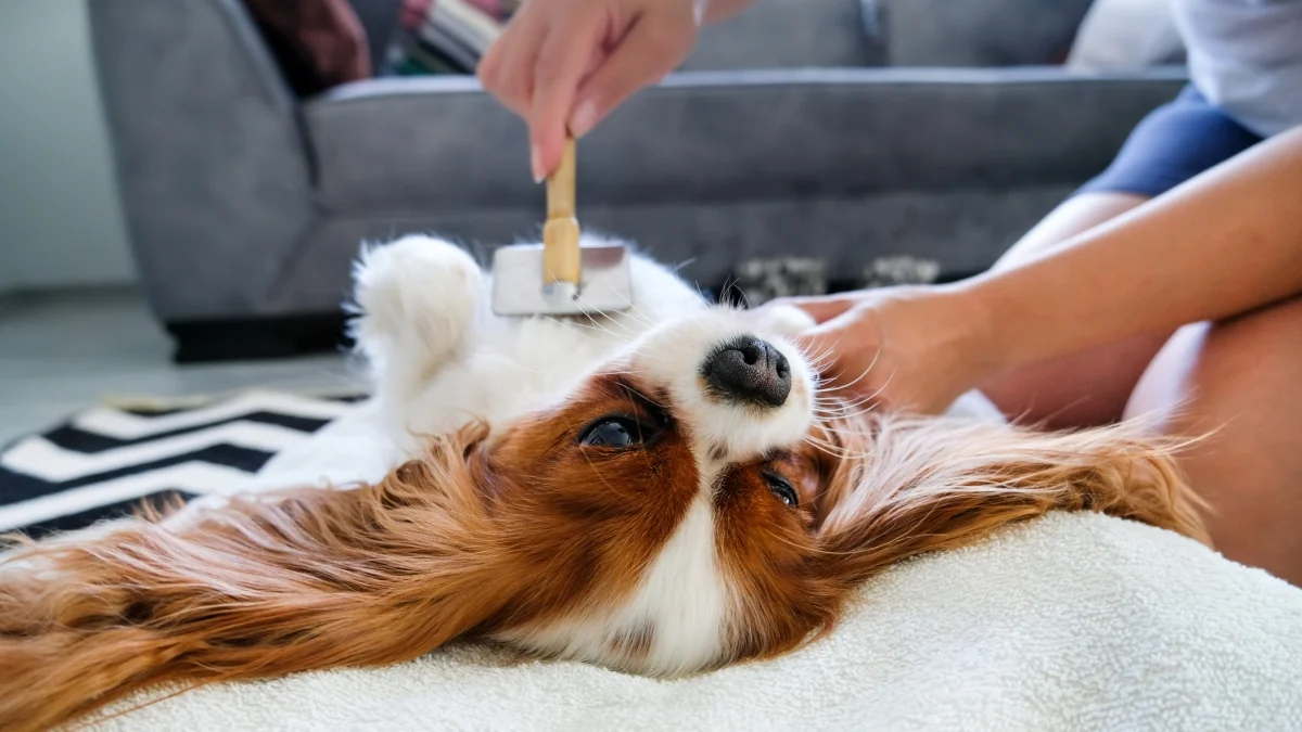 Como escovar bem o cão em casa: cuidados diários que iluminam o bem-estar do seu pet