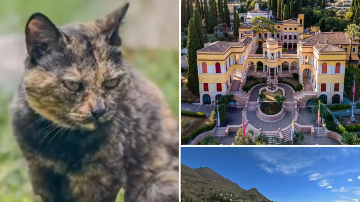 Adeus, Gina: a gata que iluminou o Vittoriale por 16 anos