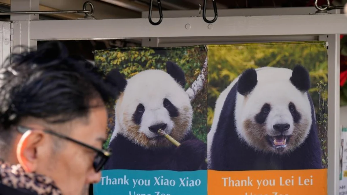 Pandas de Ueno voltam à China: o adeus simbólico que ilumina tensões entre Japão e Pequim