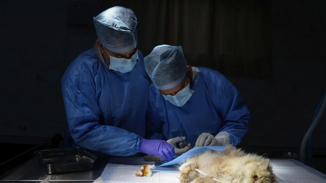 70% das infecções emergentes vêm dos animais: 25 de janeiro é o Dia Nacional da Prevenção Veterinária