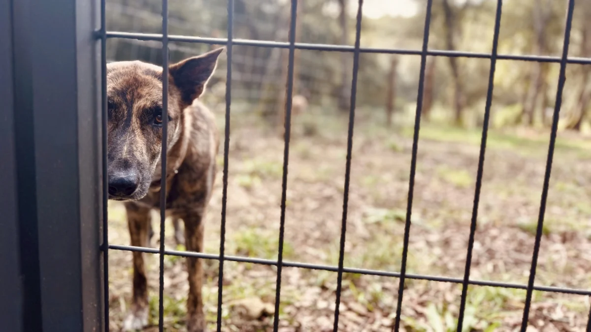 Lei Brambilla : Mais denúncias, penas rígidas e novos instrumentos para proteger animais