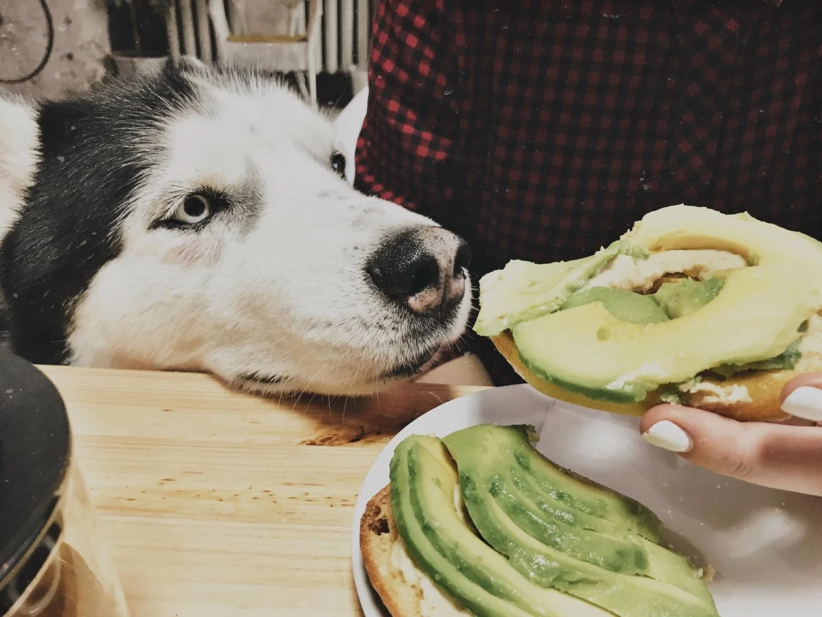 Alimentos tóxicos para cães: por que o abacate é tão perigoso e o que fazer em emergências