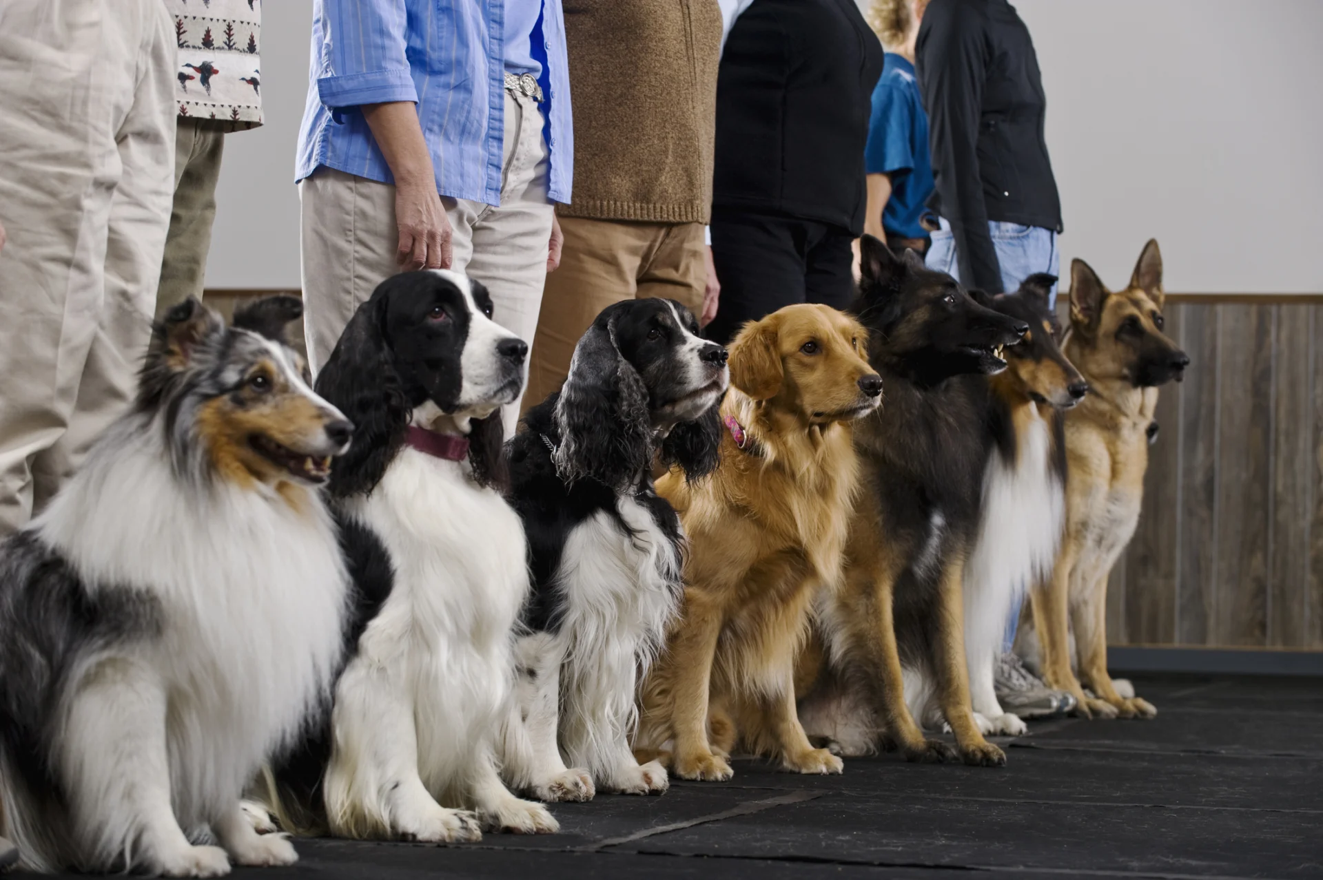 Por que os cães não são todos iguais: escolher além da estética e entender raças e personalidade