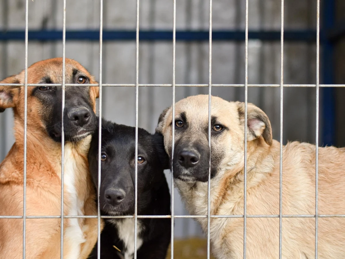 Aumento das cessiones de cães e gatos: Enpa registra quase 20 mil animais entregues em 2025