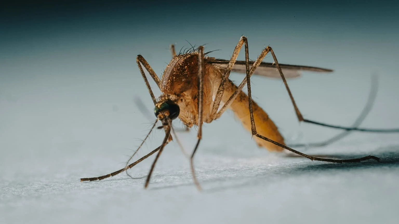 Mata Atlântica em retração faz mosquitos escolherem cada vez mais o sangue humano, aumentando risco de doenças