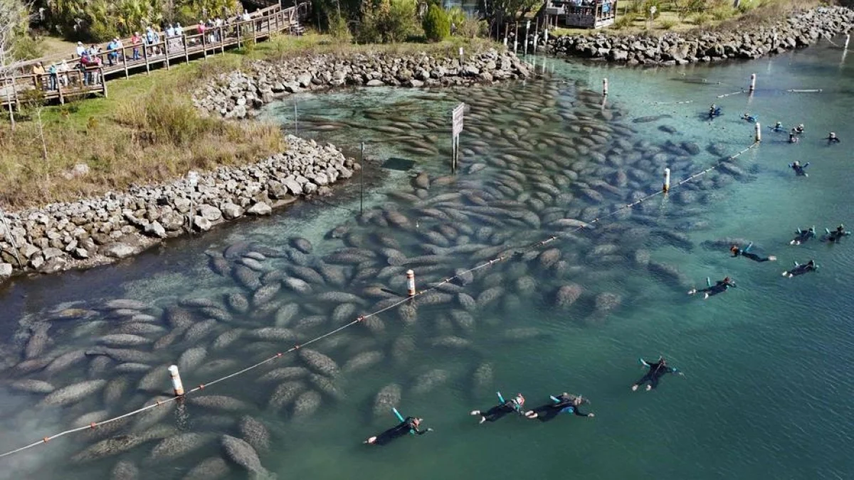 Grande encontro dos peixes‑boi em Three Sisters Springs: centenas buscam as fontes termais da Flórida