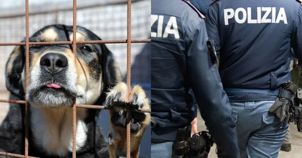Polícia de Trieste resgata dois cães e um gato trancados no banheiro; proprietário é denunciado